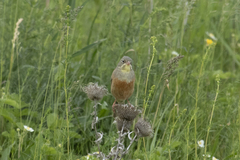 Emberiza hortulana