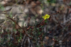 Fumana ericifolia