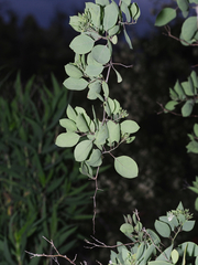Lycium boerhaviifolium
