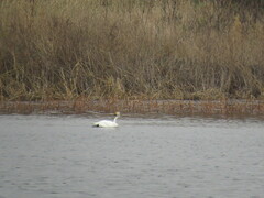 Cygnus columbianus bewickii