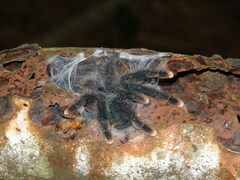 Avicularia avicularia