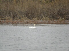 Cygnus columbianus bewickii