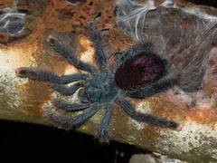 Avicularia avicularia