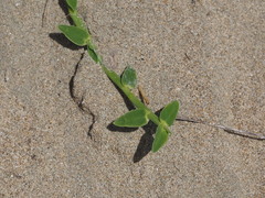 Thuarea involuta