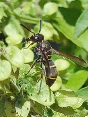 Eumeninae