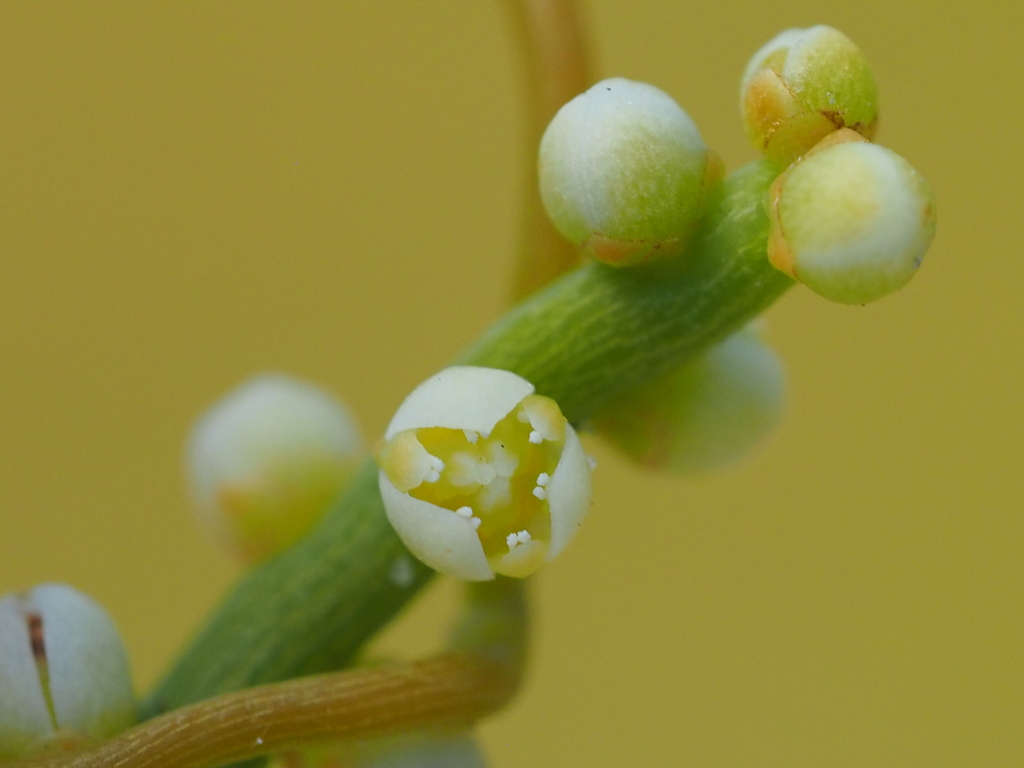 Cassytha filiformis