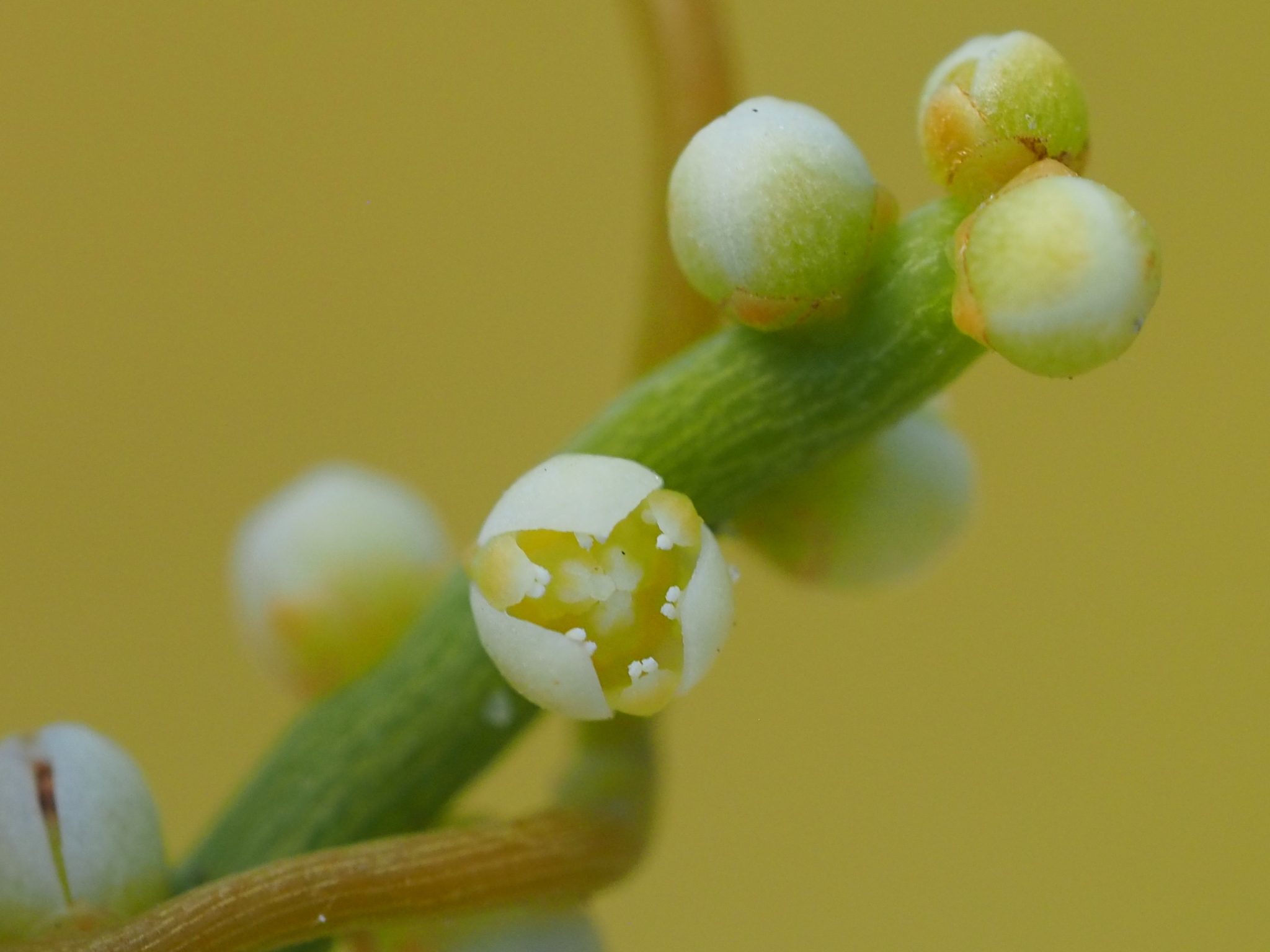 Cassytha filiformis
