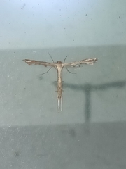 Stenoptilodes brevipennis