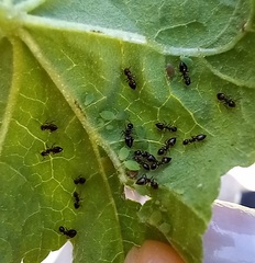 Crematogaster auberti