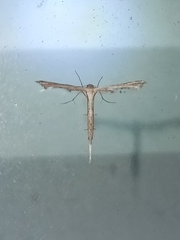 Stenoptilodes brevipennis