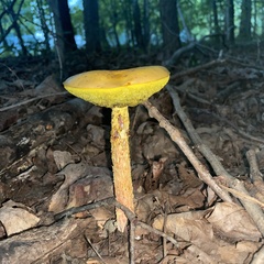Aureoboletus betula