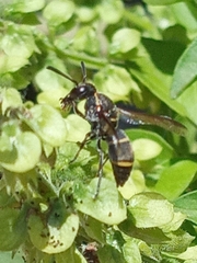 Eumeninae