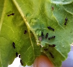 Crematogaster auberti