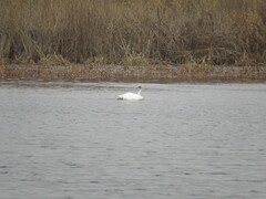 Cygnus columbianus bewickii