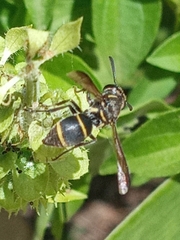 Eumeninae