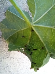 Crematogaster auberti