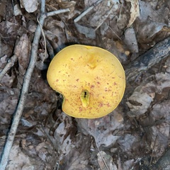 Aureoboletus betula