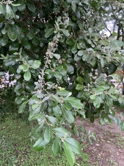 Elaeagnus oldhamii
