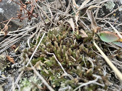 Selaginella rupestris