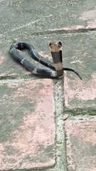 Naja sumatrana