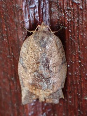 Tortricidae