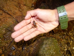 Physalaemus signifer