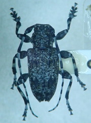 Aegomorphus clavipes
