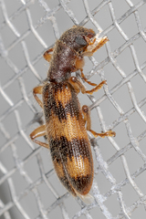 Cymatodera undulata