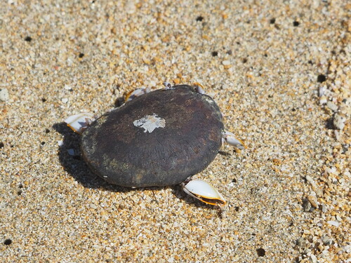 Entada tonkinensis, photograph 2