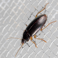 Notiobia