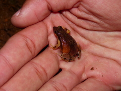 Physalaemus signifer