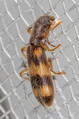Cymatodera undulata
