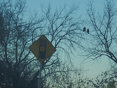 Haliaeetus leucocephalus