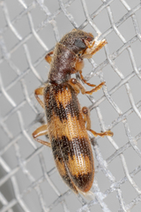 Cymatodera undulata