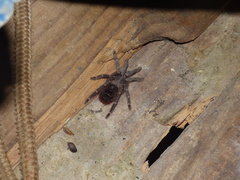 Theraphosinae