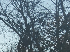 Haliaeetus leucocephalus