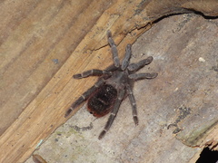 Theraphosinae