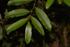 Diospyros australis