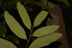 Diospyros australis