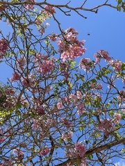 Tabebuia roseoalba