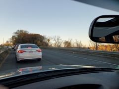 Haliaeetus leucocephalus