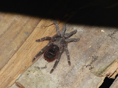 Theraphosinae