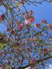 Tabebuia roseoalba