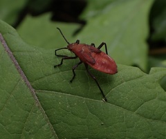 Leptocoris