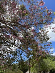 Tabebuia roseoalba