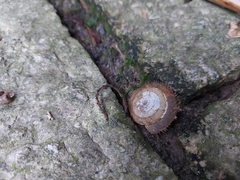 Plectotropis mackensii