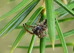 Agalenatea redii