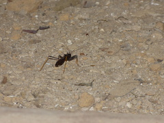 Reduviidae