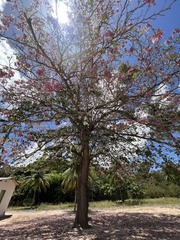Tabebuia roseoalba