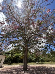Tabebuia roseoalba